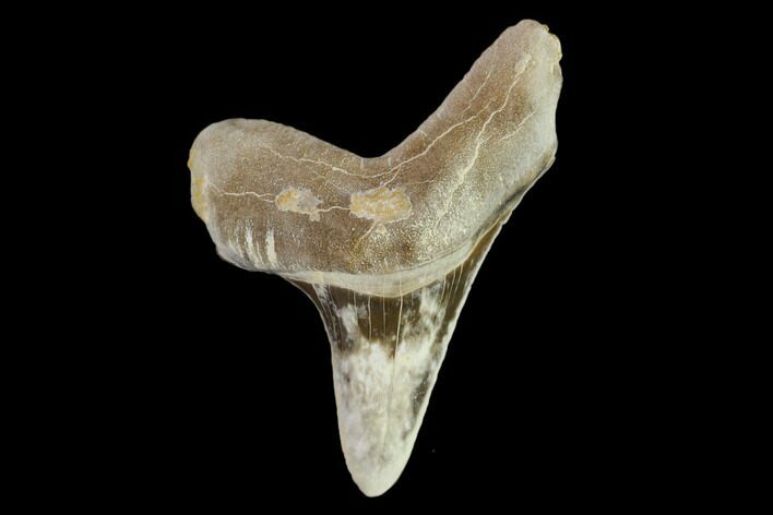 Fossil Shark (Cretoxyrhina) Tooth - Kansas #134843